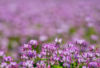 春の田んぼに咲く鮮やかなレンゲの花