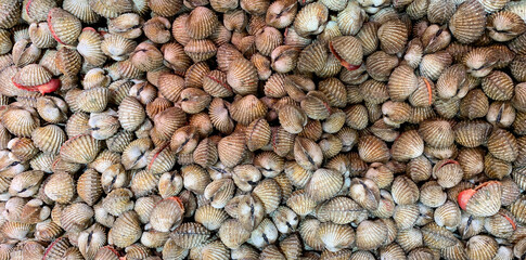 Top view of shell mussels or clam display in wet market. Asian seafood concept