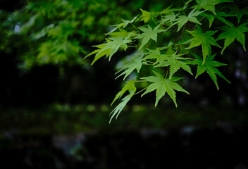 初夏の陽射しを浴びた鮮やかな新緑