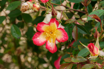 Rose bicolore dans un jardin