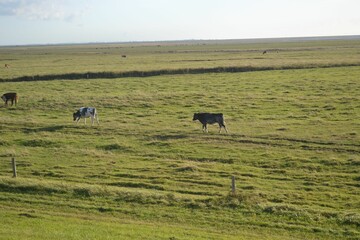 Images from the south Denmark nature