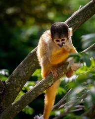 Obraz premium Squirrel monkey perched on a tree branch in a lush green forest.