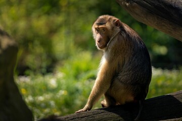 Monkey sitting on a log in a natural habitat with a blurred green background.