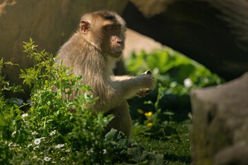 Close-up of a monkey sitting in a lush green environment with sunlight filtering through the foliage