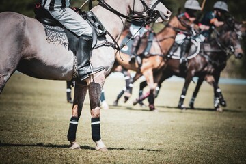Obraz premium A polo match with players on horseback in action on a sunny day.