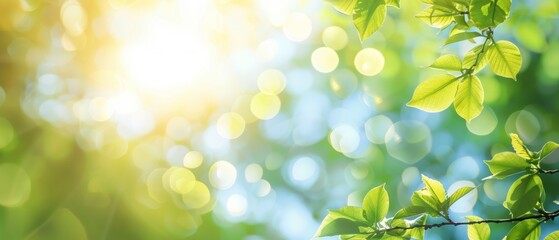 Fototapeta premium Blurred bokeh background of fresh green spring, summer foliage of tree leaves with blue sky and sun flare