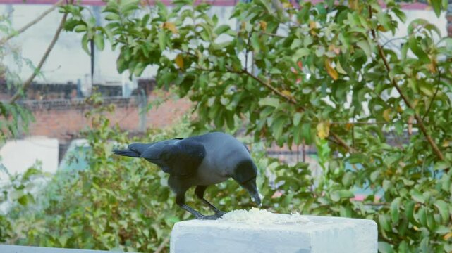 Crow eating rice. | Feeding the crows or raven in India is symbolic of directly providing nourishment to the souls of the departed.
