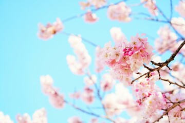 青空の下で咲くピンク色の綺麗な春めき桜の花