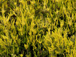 bruyère jaune