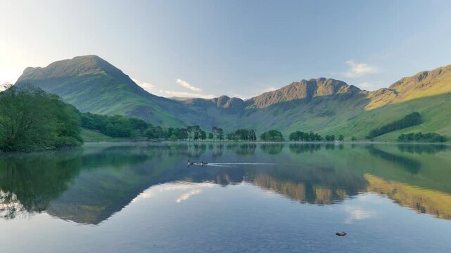 Canadian goose at Buttermere Lake, The Lake District, Cumbria, England.
