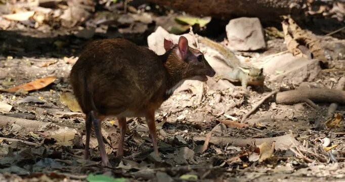 Seen from behind feeding and a squirrel joins, Lesser mouse-deer Tragulus kanchil, Thailand