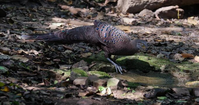Taking its time to drinking water as other birds forage around, Grey peacock-pheasant Polyplectron bicalcaratum, Male, Thailand