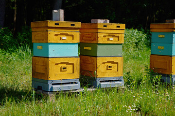 Brightly painted wooden bee hives arranged in row in grassy meadow near forest edge on sunny afternoon. Private beekeeping and honey production