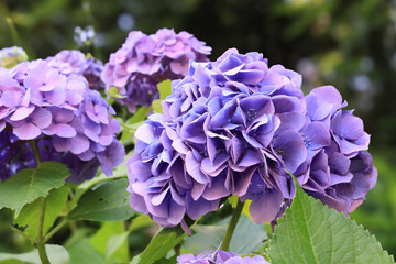 都心散歩　アジサイの頃