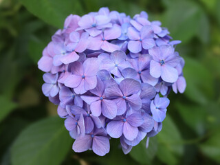 都心散歩　アジサイの頃