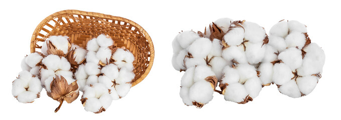 Cotton plant flower in a wicker basket isolated on white background with full depth of field