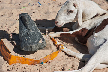 Goat in the vintage street of Saint-Louis, Senegal, West Africa