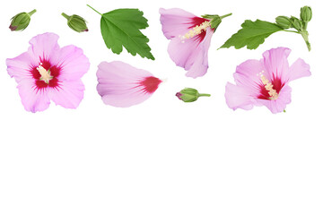 Pink hibiscus flower isolated on white background. Top view with copy space for your text. Flat lay.