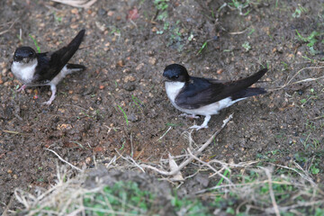 House Martin collecting nest materials