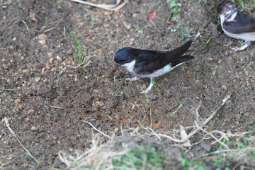 House Martin collecting nest materials