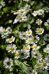 Fototapeta premium Daisy flowers in summer garden
