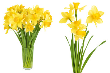 Daffodil flower or narcissus isolated on white background with full depth of field