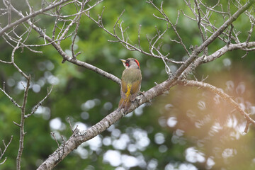 Japanese Green Woodpecker on alert