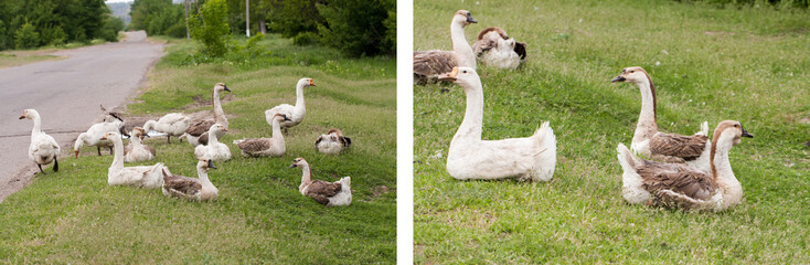 Flock of geese on the grass near the road