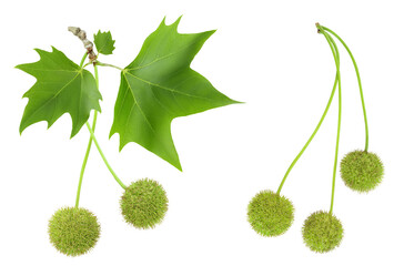 branch of sycamore plane tree isolated on white bacground. Top view. Flat lay