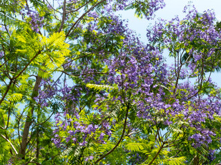 植物園に咲いたジャカランダの花