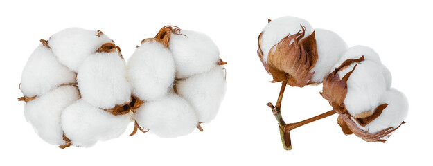 Cotton plant flower isolated on white background with full depth of field