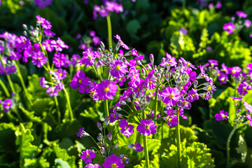 Primula malacoides or fairy primrose or baby primrose in the flower field. It is native to the Himalayas, India, Myanmar, and south east China.