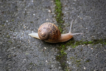 Close-up of snail crawling on concrete, urban wildlife photography