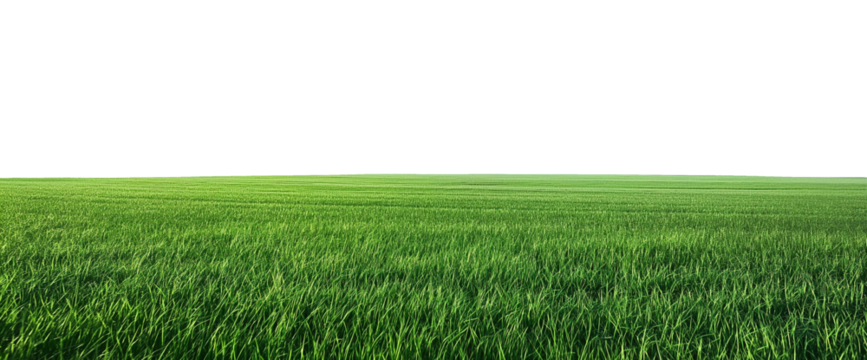 green wheat field landscape cut out