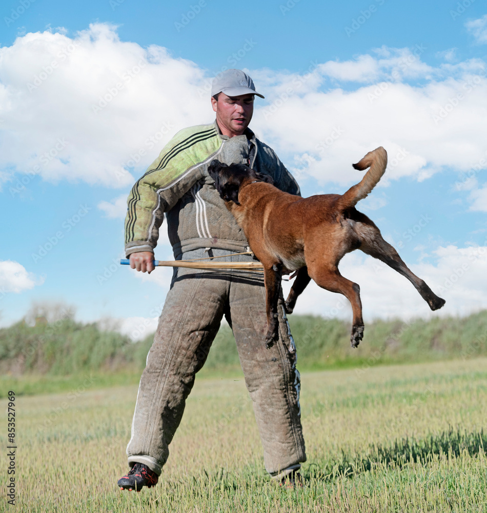 Sticker training of belgian shepherd