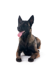 malinois in studio