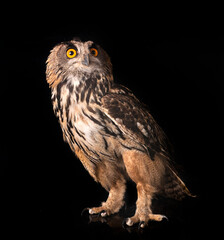 Eurasian eagle-owl in studio
