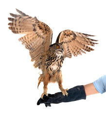 Eurasian eagle-owl in studio