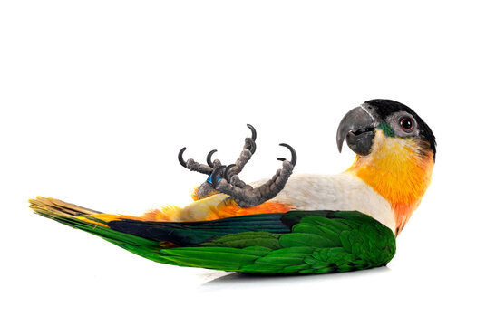 Black-headed parrot in studio