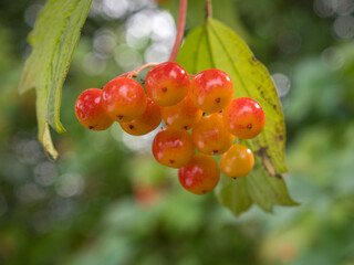 viburnum in early autumn closeup