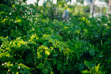 A farmer waters vegetables in the garden on a sunny summer day. . The concept of gardening, growing...