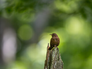 森の中で枯れ木に留まっているミソサザイ