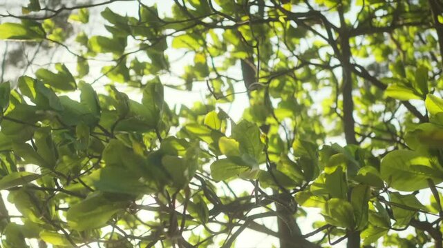 Bright green back lit Indian almond tree leaves blowing in the wind