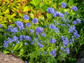 Obraz premium Gilia capitata or Blue Gilia in garden. Sunny summer day with blue flowers. Annual plant Blue thimble flower