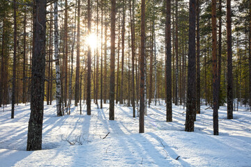 Natural forest view in Finland in winter