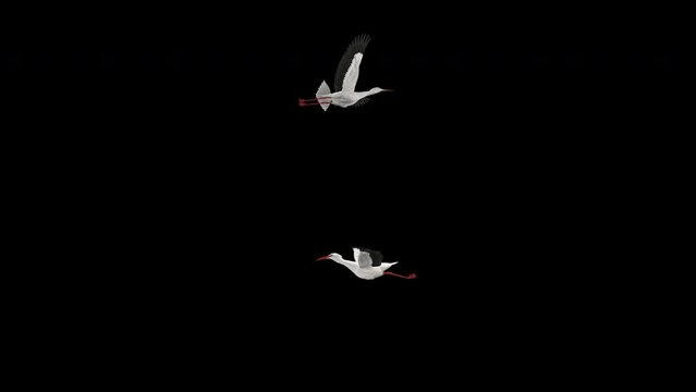 Two White Stork Birds - Flying Around Screen Loop - Alpha Channel - 4K - Realistic naturalistic Ultra HD 3D animation isolated on transparent background 
