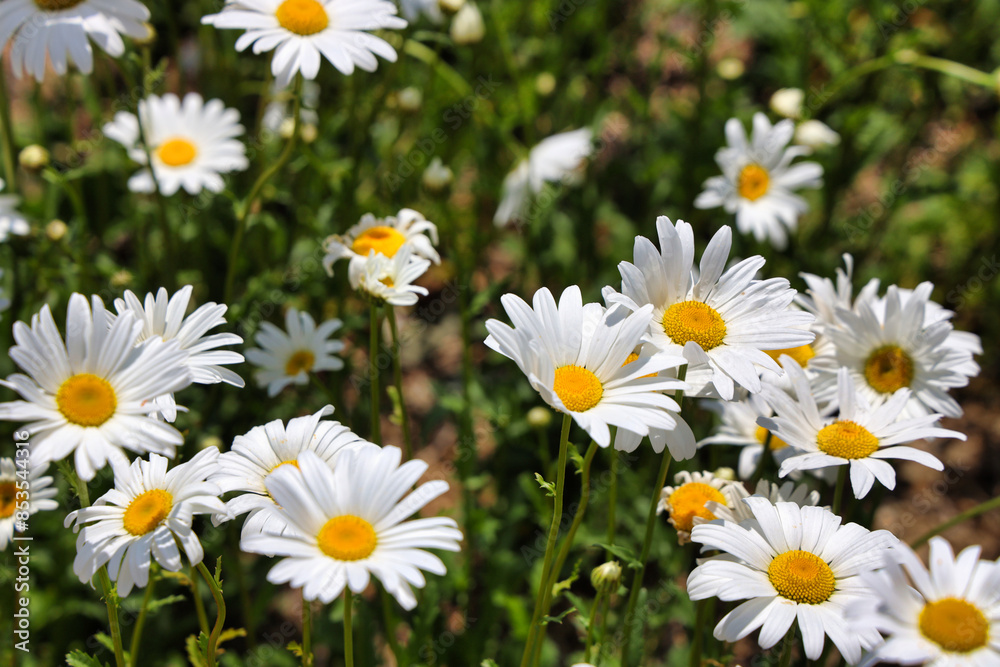 Wall mural Pyeongchang Yukbaekmajigi, where daisies bloom 데이지가 만개한 평창 육백마지기