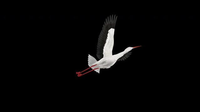 White Stork Bird - Flying Loop - Side View Close Up - Alpha Channel - 4K - Realistic naturalistic Ultra HD 3D animation isolated on transparent background 