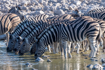 A group of Burchell's Plains zebra -Equus quagga burchelli- drinking from a waterhole on the plains...