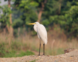 Selective focus photo of the Great Egret (Ardea Alba)  in Chitwan National Park, Nepal